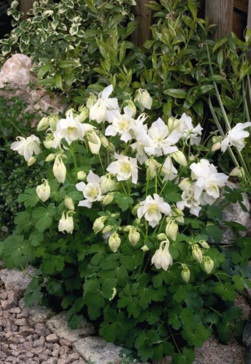 Aquilegia caerulea Spring Magic White K9 - Obrázek 1