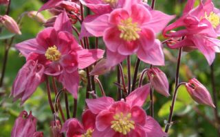 Aquilegia vulgaris Winky Rose Rose, K 9