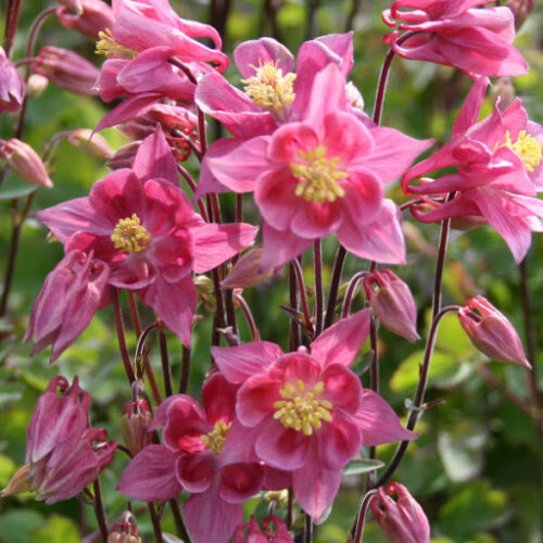 Aquilegia vulgaris Winky Rose Rose, K 9 - Image 1