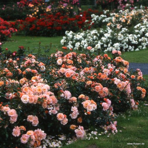 ROSA KORDES, Aprikola® - Obrázek 4