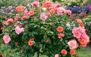 ROSA KORDES 'Aprikola'®-stromková