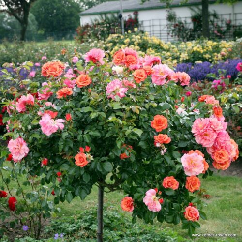 ROSA KORDES 'Aprikola'®-stromková - Obrázek 1