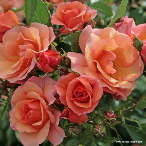 ROSA KORDES, Aprikola® - Obrázek 2