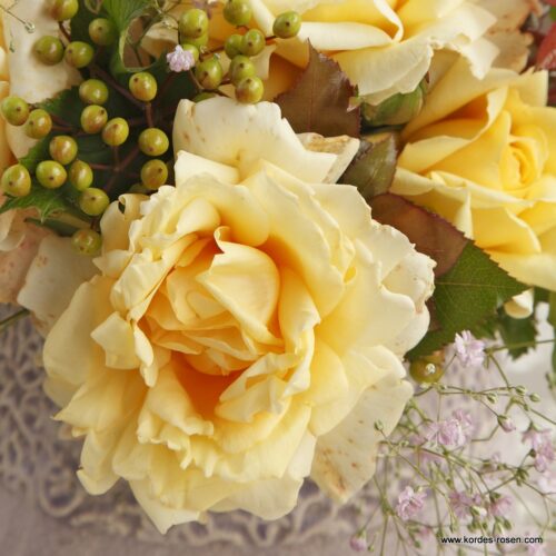 ROSA KORDES Winter Sun®  - Obrázek 4