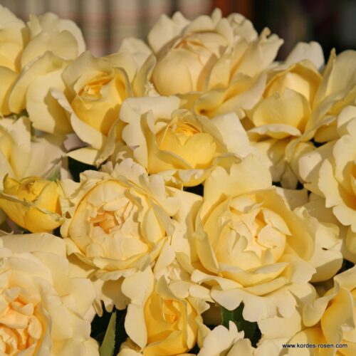 ROSA KORDES Winter Sun®  - Obrázek 2