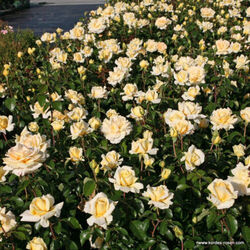 ROSA KORDES Winter Sun®  - Obrázek 3