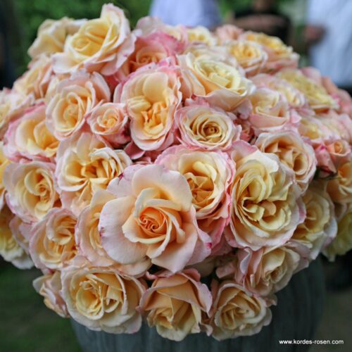 ROSA KORDES, Oh Happy Day®  - Image 4