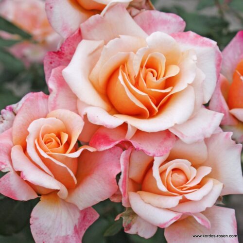 ROSA KORDES, Oh Happy Day®  - Image 2