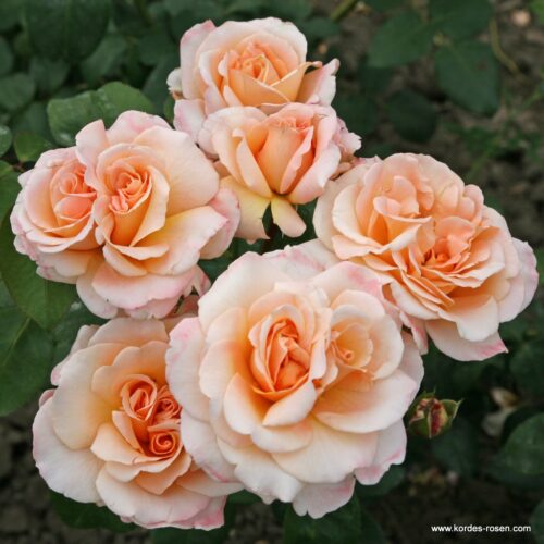 ROSA KORDES, Oh Happy Day®  - Image 3