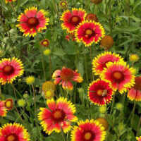 Gaillardia aristata Bijou, K 9