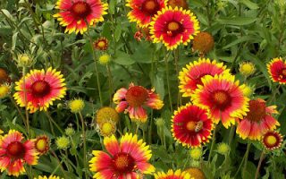 Gaillardia aristata Bijou, K 9