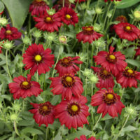 Gaillardia aristata Burgunder' , K 9