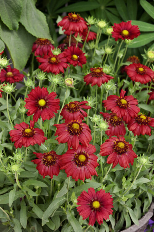 Gaillardia aristata Burgunder' , K 9 - Obrázek 1