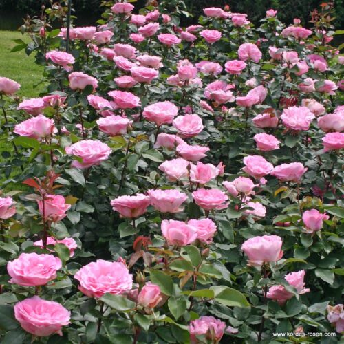ROSA KORDES 2L Beverly® - Obrázek 4