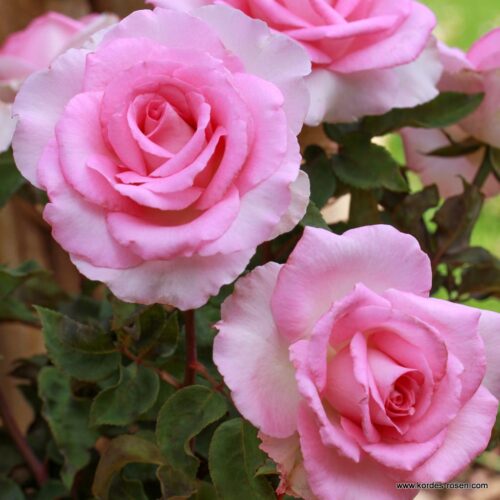 ROSA KORDES 2L Beverly® - Obrázek 2
