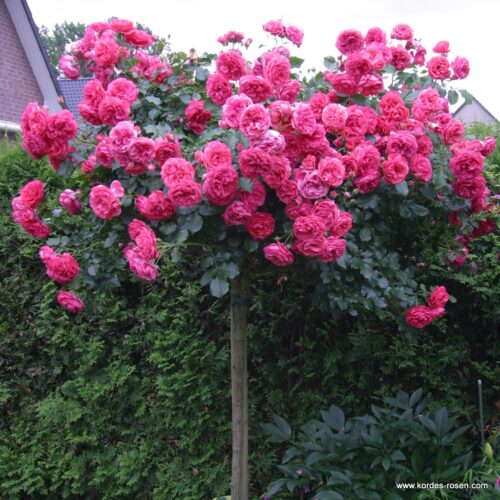 ROSA KORDES 2L Rosarium Uetersen - Obrázek 3