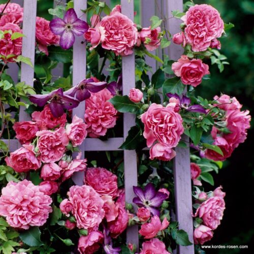 ROSA KORDES 2L Rosarium Uetersen - Obrázek 4