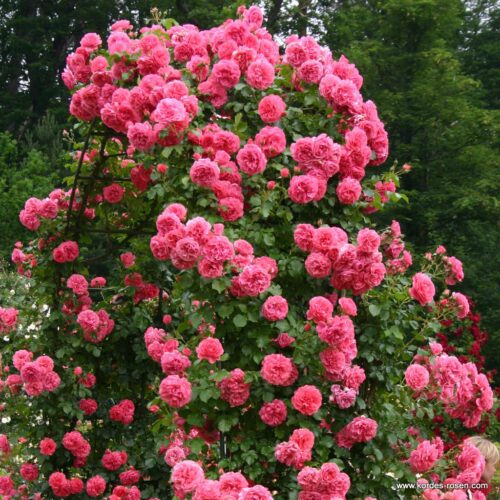 ROSA KORDES 2L Rosarium Uetersen - Obrázek 2