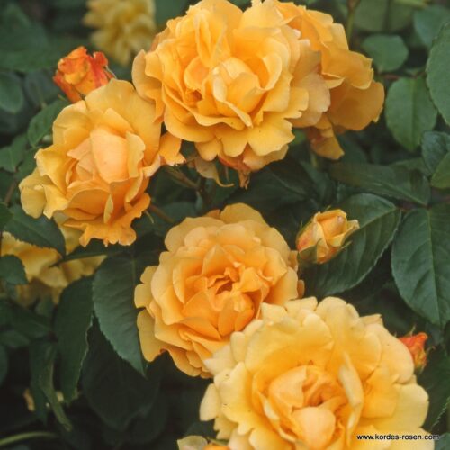 ROSA KORDES 2L Postillion® - Image 2