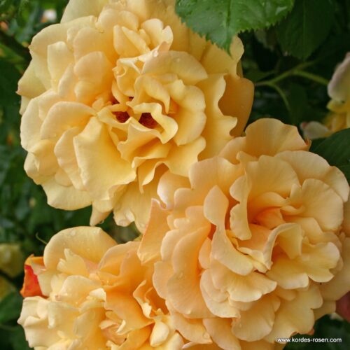 ROSA KORDES 2L Postillion® - Image 3
