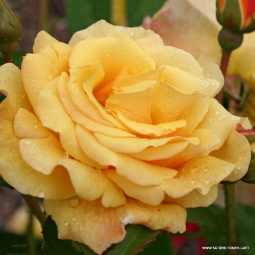 ROSA KORDES 2L Postillion® - Image 1