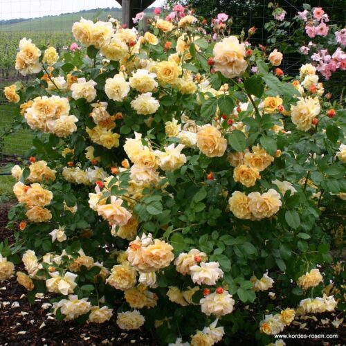 ROSA KORDES 2L Postillion® - Image 4