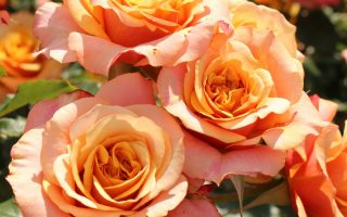 Růže Kordes - La Villa Cotta®