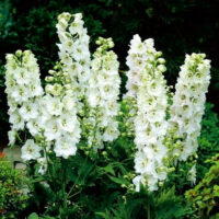 Delphinium cultorum ´M.F. Pure White´, K 9