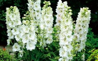 Delphinium cultorum ´M.F. Pure White´, K 9
