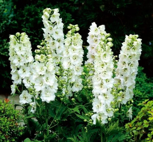 Delphinium cultorum ´M.F. Pure White´, K 9 - Obrázek 1