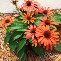 Echinacea purpurea Třapatka nachová, Julia, ko 2 L