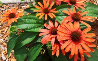 Echinacea purpurea Třapatka nachová, Julia, ko 2 L