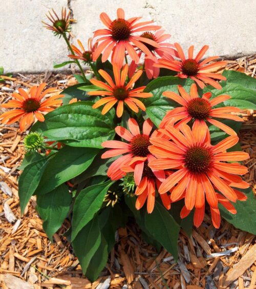 Echinacea purpurea Třapatka nachová, Julia, ko 2 L - Obrázek 1