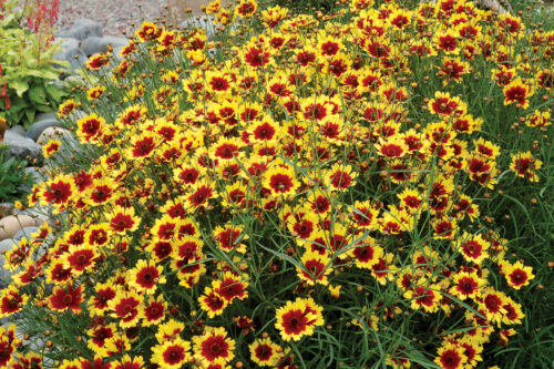 Coreopsis verticilata Krásnoočko přeslenité, Bengal Tiger, P 12 - Image 1