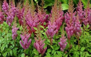 Astilbe chinensis 'Pumila' - Čechrava