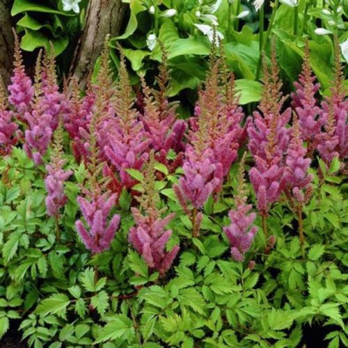 Astilbe chinensis 'Pumila' - Čechrava - Image 1