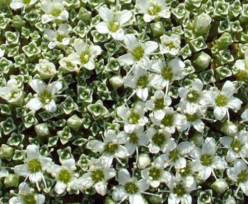 Arenaria lithops - Image 2