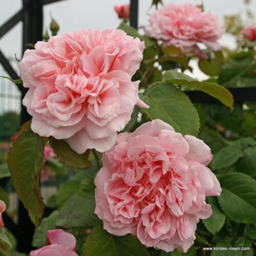 ROSA KORDES 2L Rose de Tolbiac–Kordes 2013 – Maxi, pnoucí - Obrázek 3