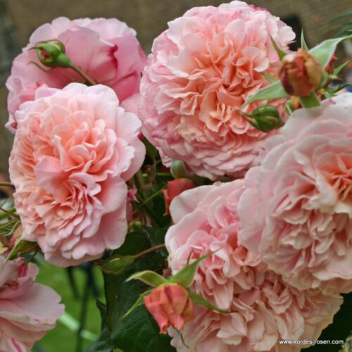 ROSA KORDES 2L Rose de Tolbiac–Kordes 2013 – Maxi, pnoucí - Obrázek 4