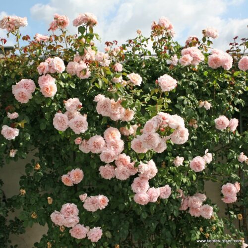 ROSA KORDES 2L Rose de Tolbiac–Kordes 2013 – Maxi, pnoucí - Obrázek 2
