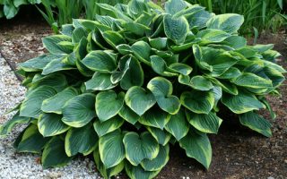 Hosta fortunei 'Aureomarginata'