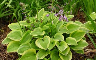 Hosta hybrida Golden Tiara, ko1L