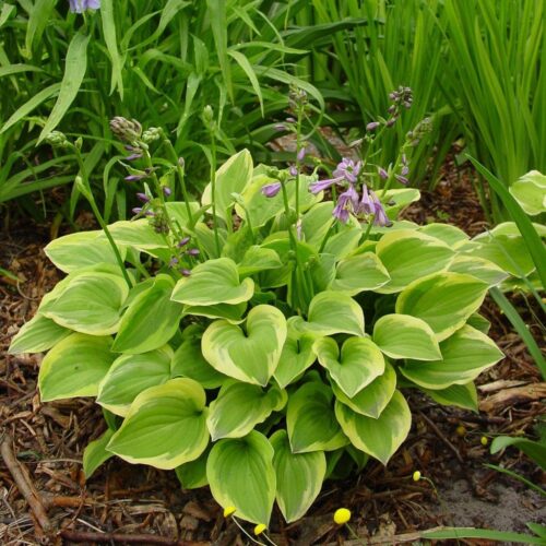 Hosta hybrida Golden Tiara, ko1L - Obrázek 1