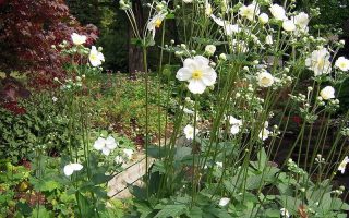 Anemone japonica Sasanka japonská 'Honorine Jobert', P 12