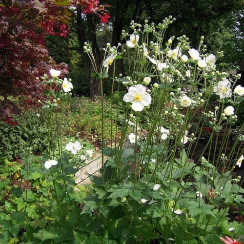 Anemone japonica Sasanka japonská 'Honorine Jobert', P 12 - Obrázek 1