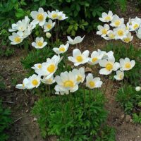 Anemone sylvestris Snow White 9x9x8