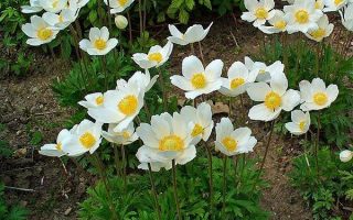 Anemone sylvestris Snow White 9x9x8