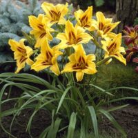 Hemerocallis hybrida DENIVKA – 'Bonanza', P 13
