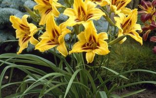 Hemerocallis hybrida DENIVKA – 'Bonanza', P 13