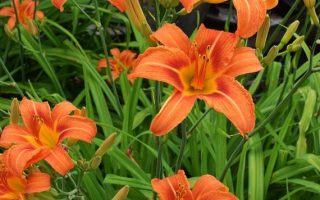 Hemerocallis fulva Jednodenka, P 13